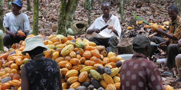 Click to enlarge Cocoa farmers