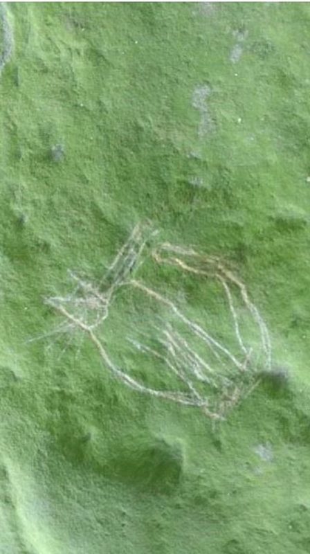 cat vandalism