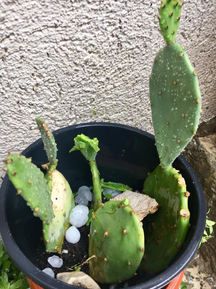 Click to enlarge hailstones