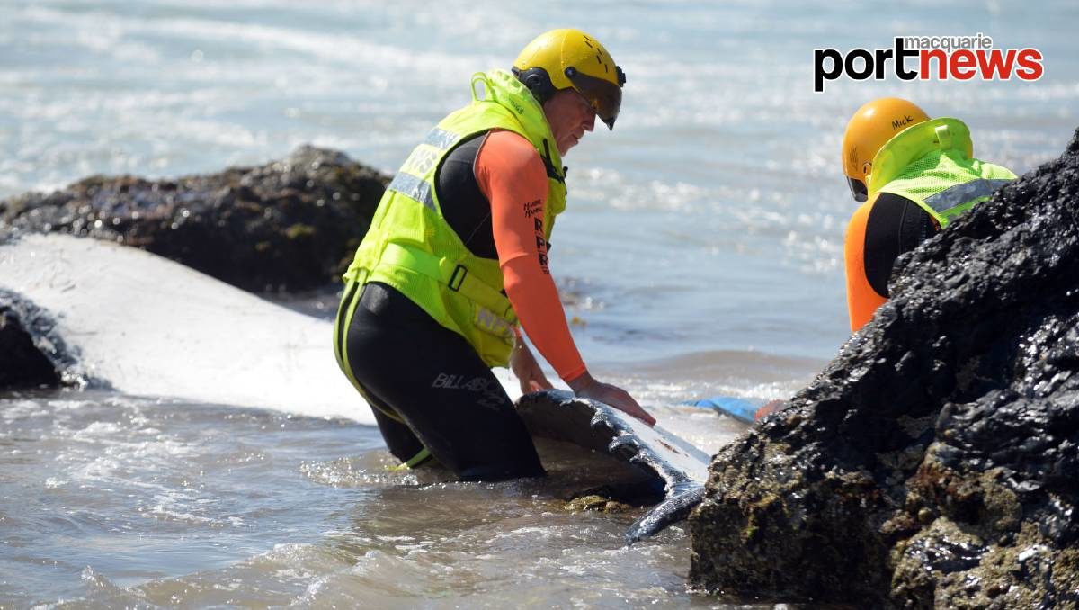 Dead whale washes up on Nobbys Beach, Port Macquarie
