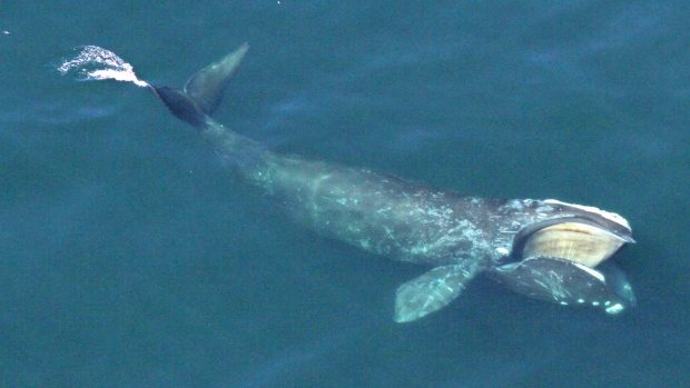 There are only about 500 North Atlantic right whales in existence