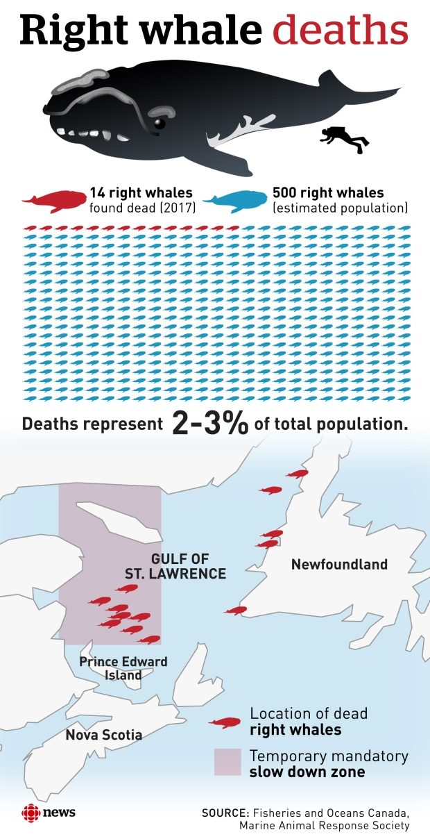 Click to enlarge At least 14 right whales have been found dead in Canadian and U.S. waters this year.
