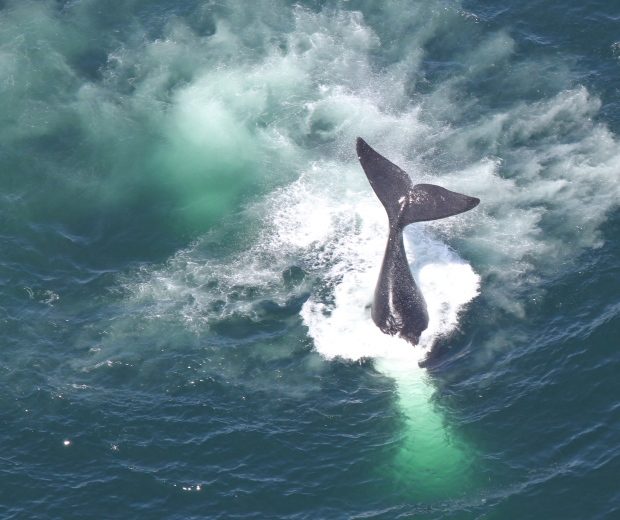 The birthrate of North Atlantic right whales has dropped by 40 per cent since 2016.