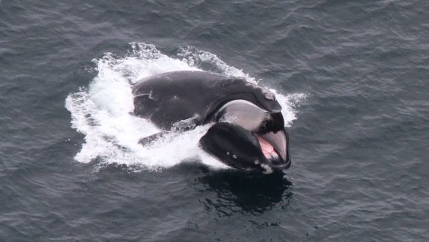 Scientists say there is great variability in the birth and death rates of North Atlantic right whales.