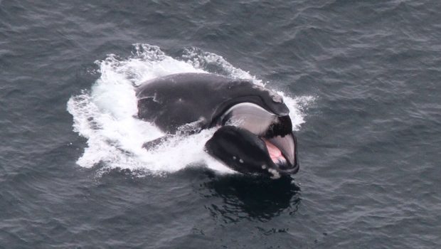 Click to enlarge Scientists say there is great variability in the birth and death rates of North Atlantic right whales.