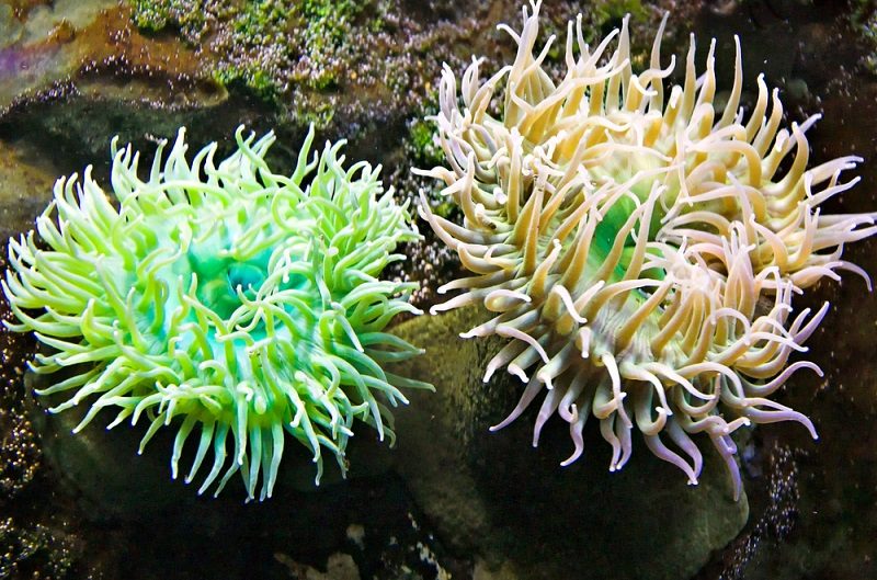 Sea anemone