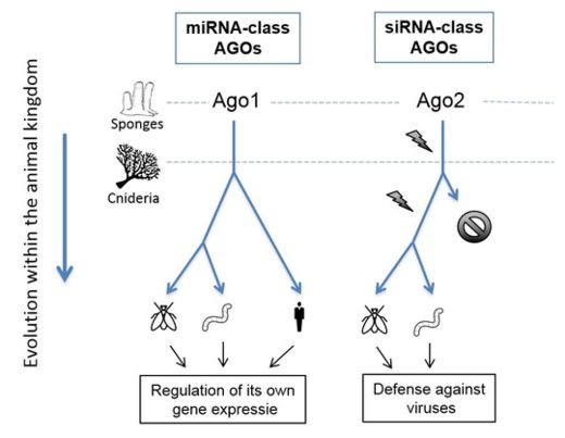 RNA Defense Mechanism