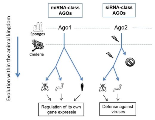 Click to enlarge RNA Defense Mechanism