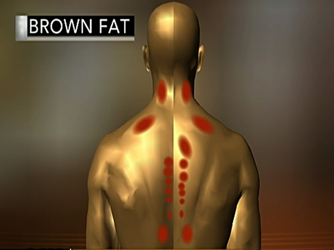 Click to enlarge brown fat