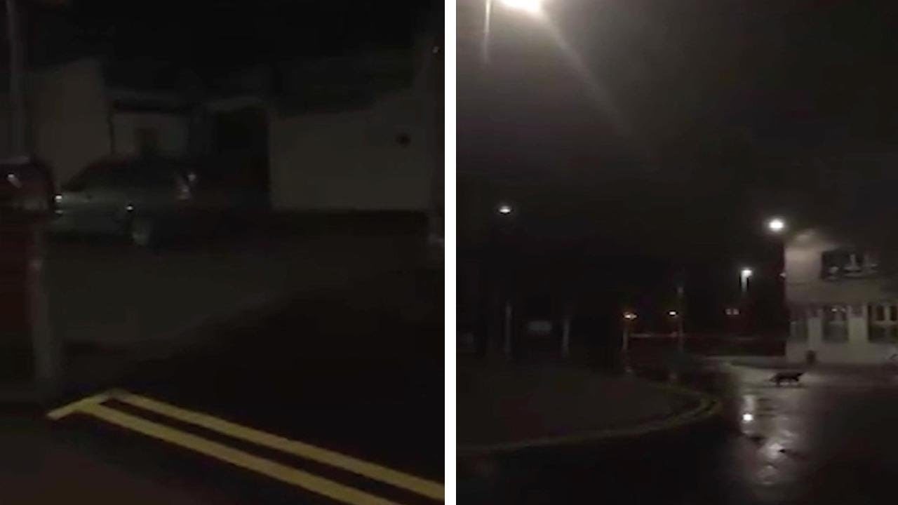 'Werewolf' in Scotland