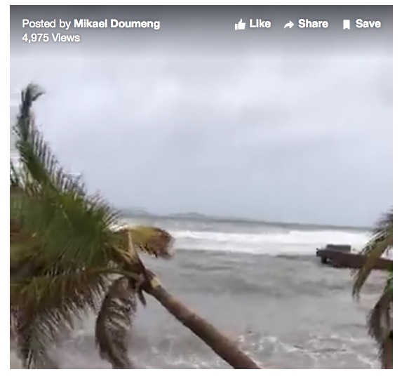 palm tree St. Thomas hurricane maria