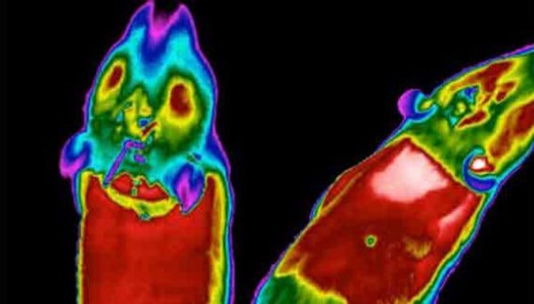 Click to enlarge brown fat in mice