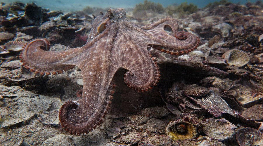 octopus