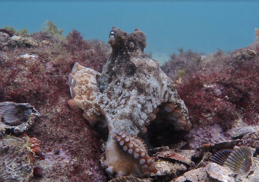 Click to enlarge Octopus octlantis
