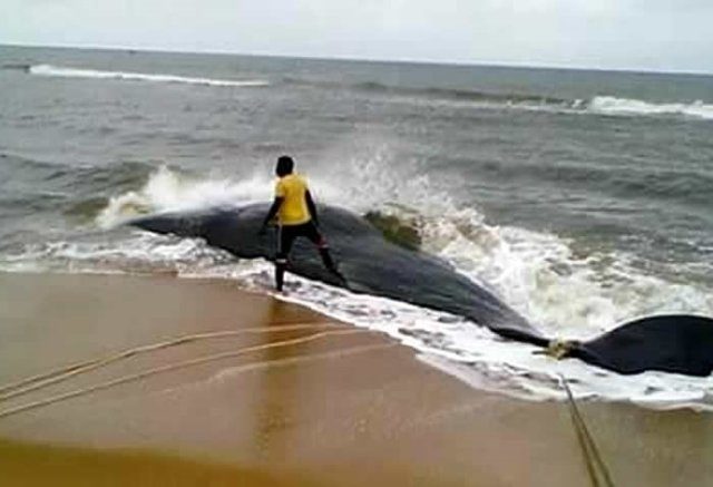 dead whale