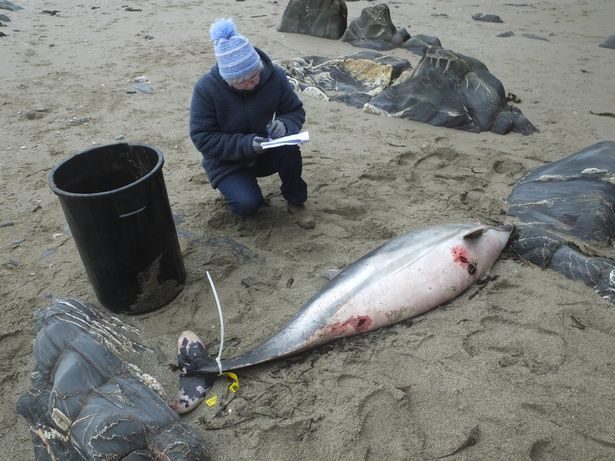 Common dolphin found on Polkirt beach