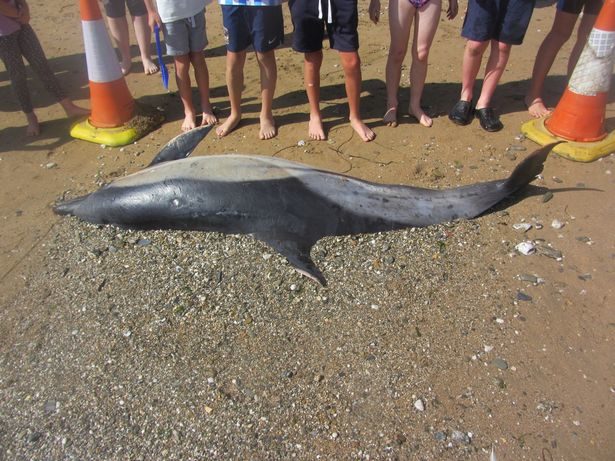 Common dolphin stranded on Maenporth beach