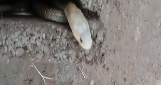 snake