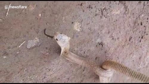 Click to enlarge snake