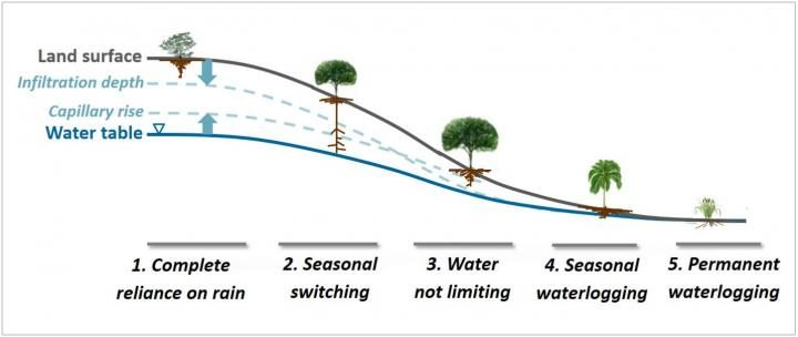 plant roots search water