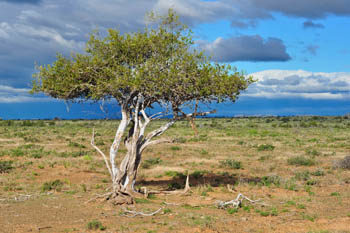 Click to enlarge Shepherd's tree Kalahari
