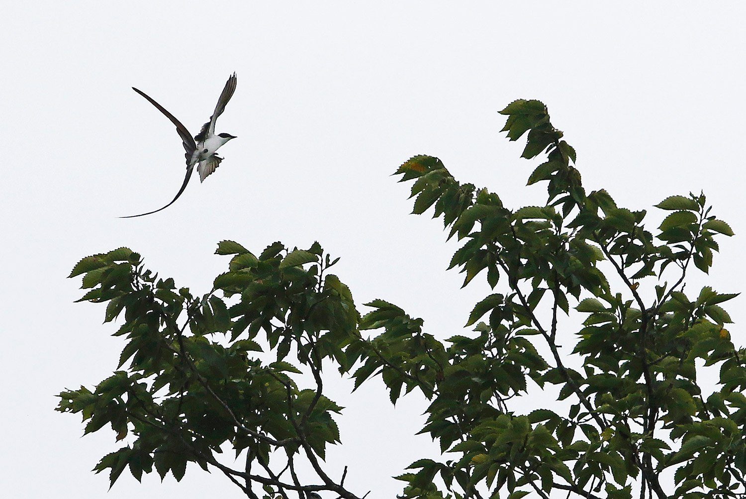 A fork-tailed flycatcher makes a rare – and much-watched – appearance at Maine Audubon on Monday. The bird arrived at the meadows of Gilsland Farm in Falmouth on Saturday.