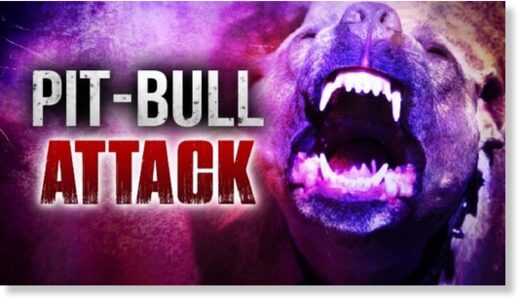 PIT BULL ATTACK