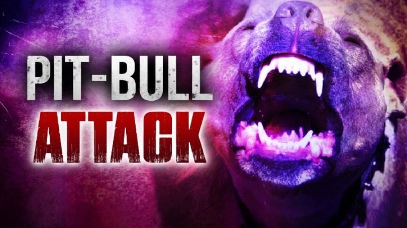 Man mauled to death by pit bull in New York City; police fatally shoot ...