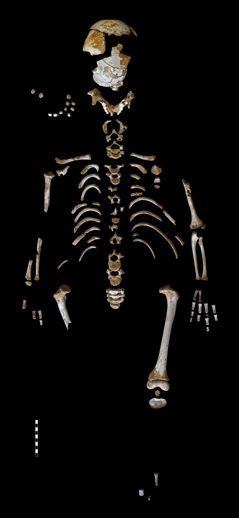 Skeleton of the Neanderthal boy