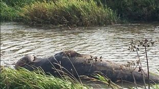 Dead juvenile minke whale