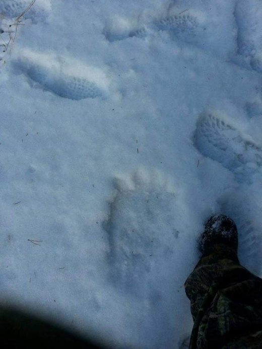 Click to enlarge boofoo foot print snow