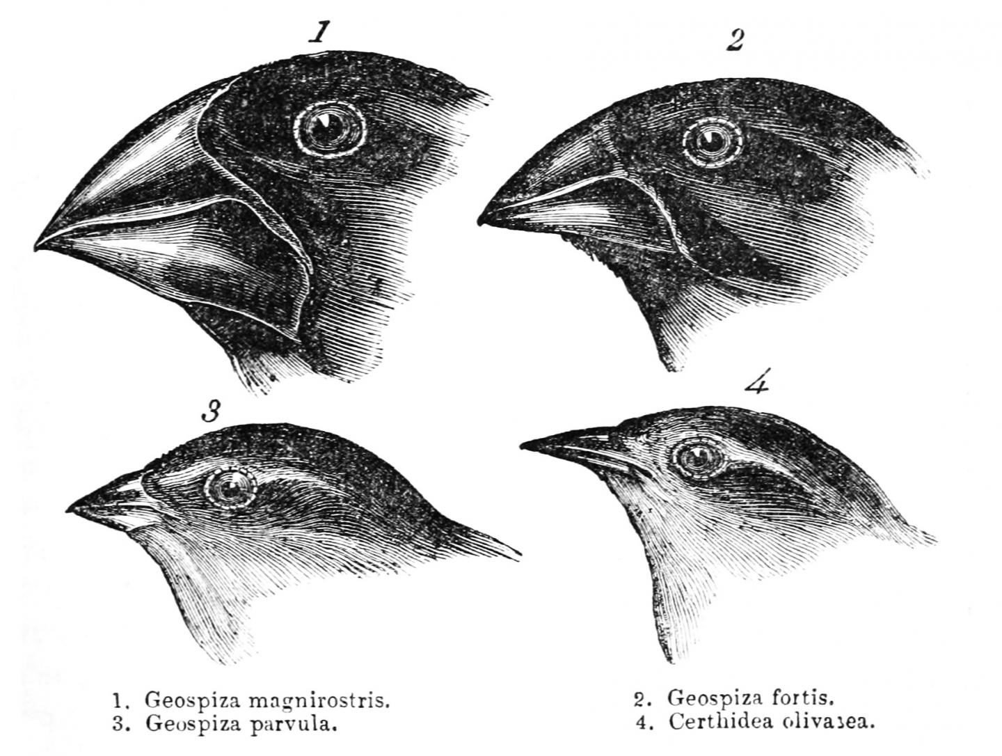 finch species Darwin