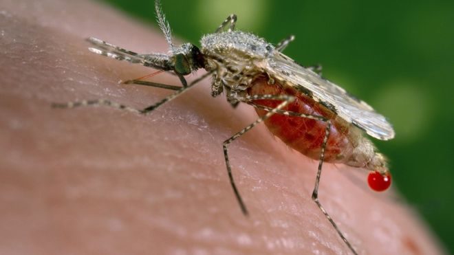 malaria