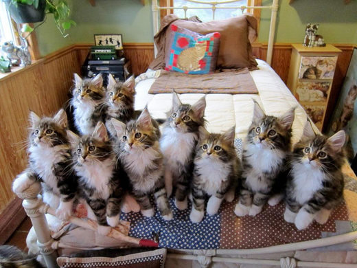 Click to enlarge Maine Coons
