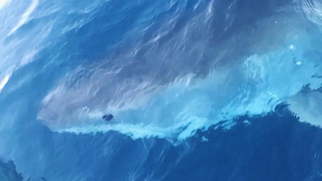 Image taken by fisherman Luke Christian earlier this month as a great white shark circled the boat he was in near the kelp beds in Esperance.