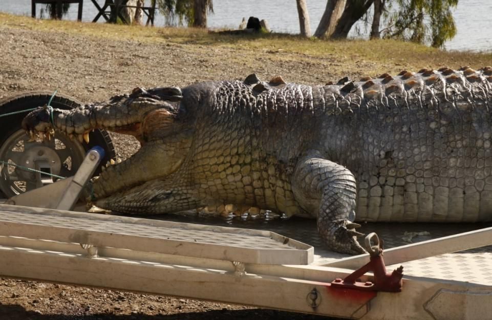 100 yo crocodile queensland australia