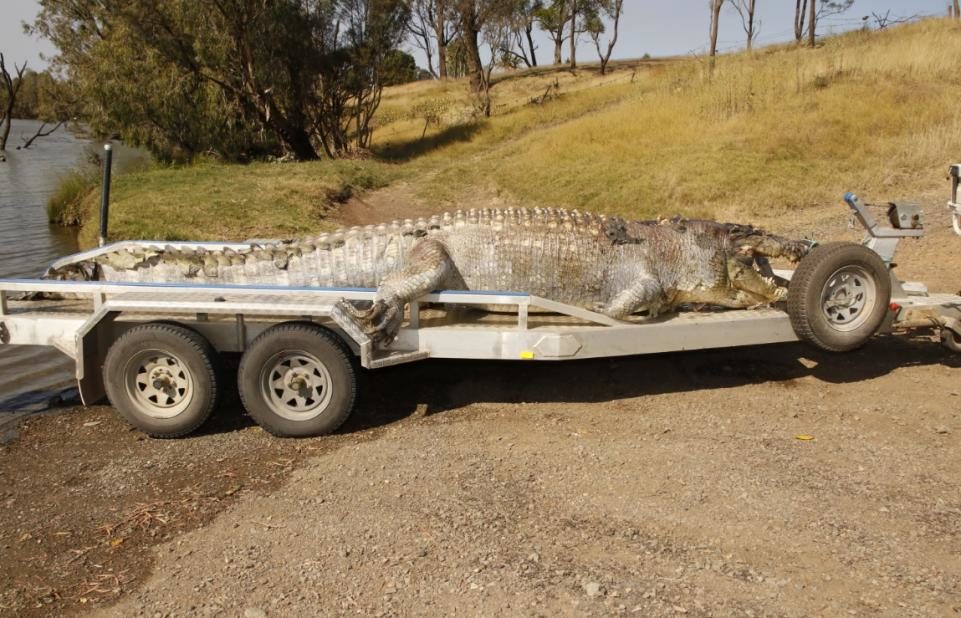 Click to enlarge Saltwater crocodile shot dead in Queensland.