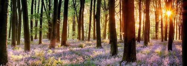 forest healing