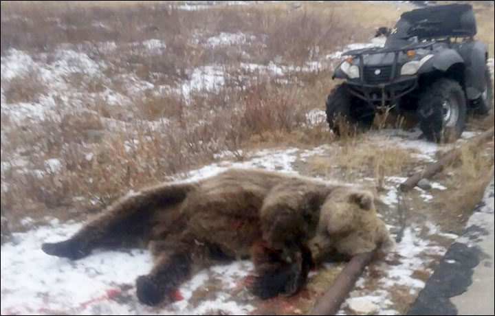 Locals killed the bear several hours after the attack.