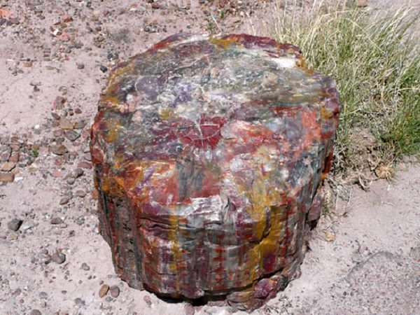 Petrified wood