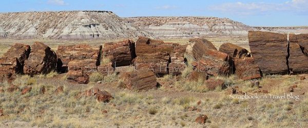 Petrified wood