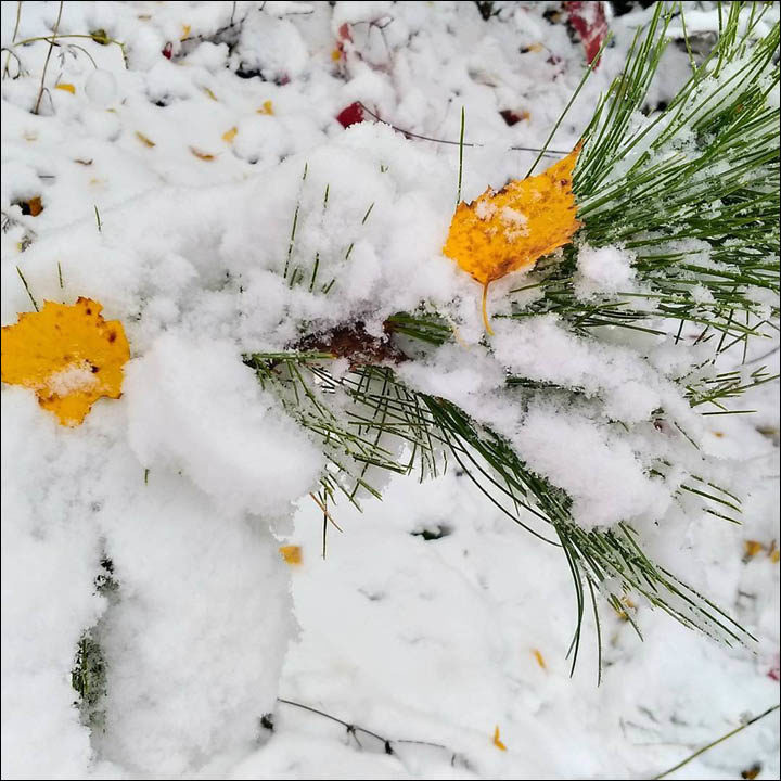 snow