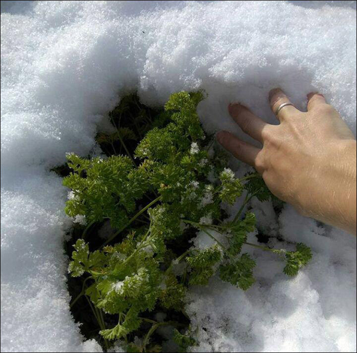 snow