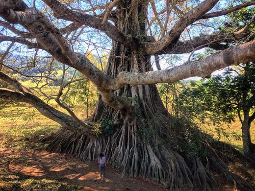 Click to enlarge Ficus Virens - White Fig