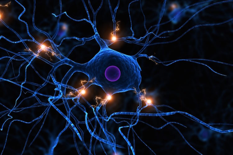 nerve cells