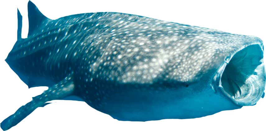 whale shark