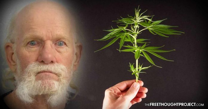 77-year-old Charles Frederick White  cultivating marijuana.