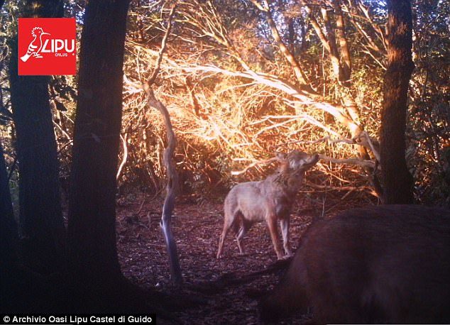 The predators, one of which is seen here, were picked up by hidden cameras roaming through the Castel di Guido near Leonardo da Vinci airport walking close to a three-lane motorway