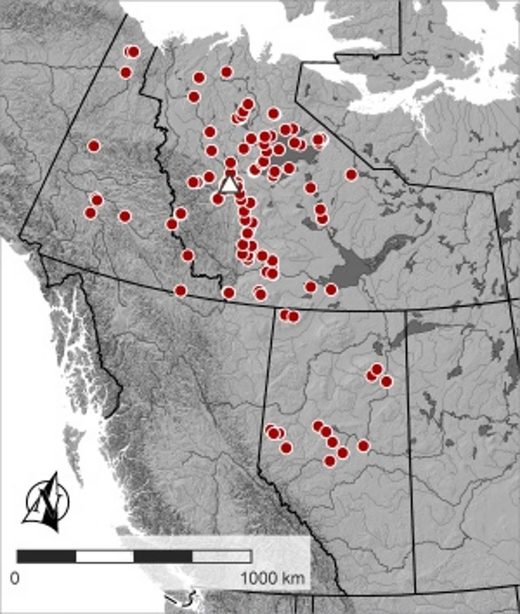 Click to enlarge Dene clinkr stone points distribution Canada