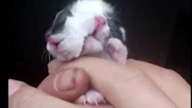 Janus cat